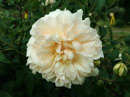 Rose - Litchfield Angel