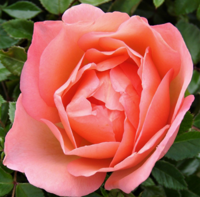 Rose - Lovely Lady