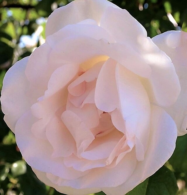 Rose - Madame Alfred Carriere