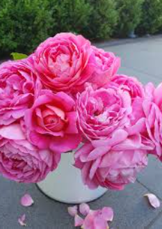 Rose - Madame Delbard