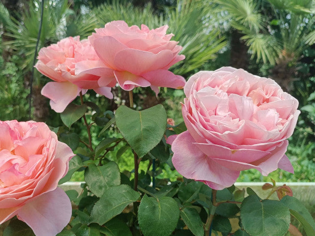 Rose - Madamoiselle Meiland