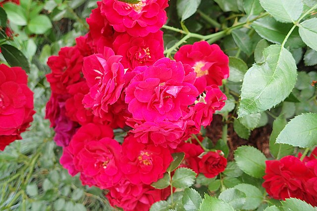 Rose - Meidiland Fire