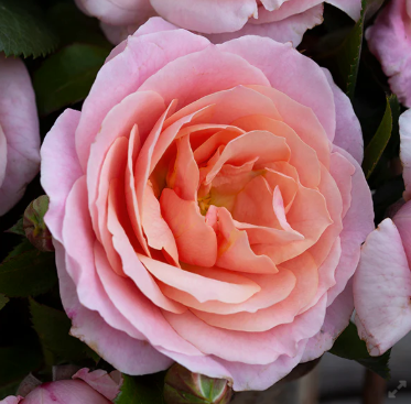 Rose - Miss Unique