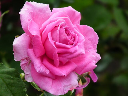 Rose - Mme. Isaac Pereire