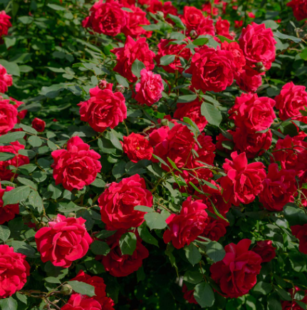 Rose - Monte Grappa
