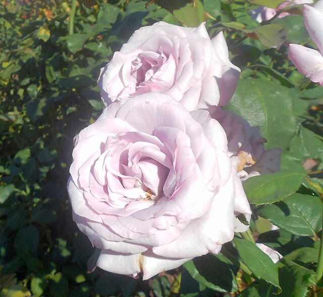 Rose - Neptune