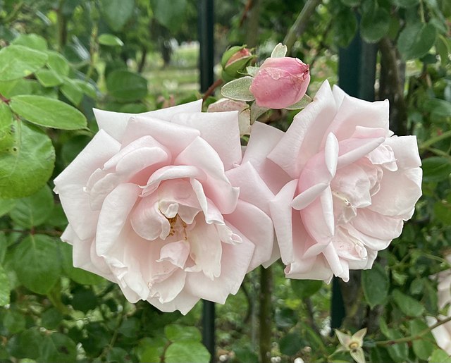 Rose - New Dawn