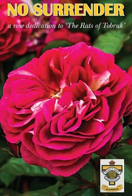 Rose - No Surrender