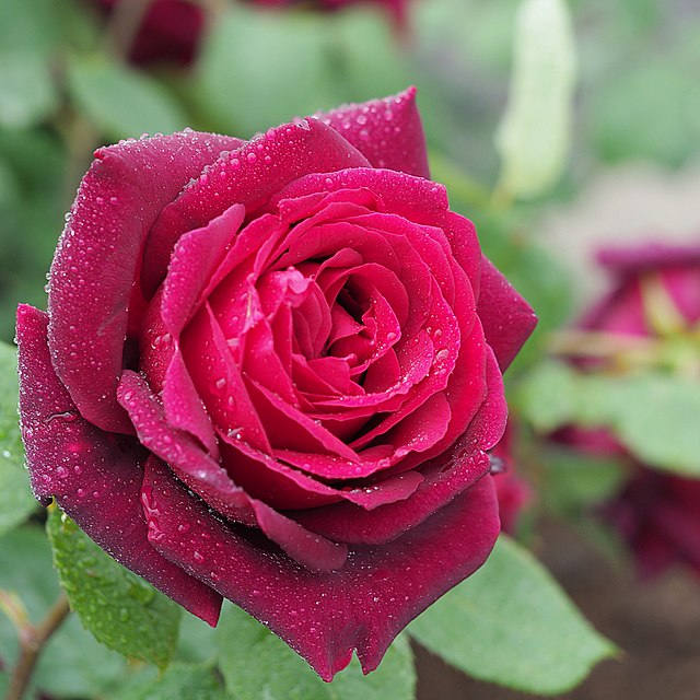 Rose - Oklahoma