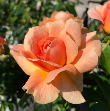 Rose - Olivia Newton John