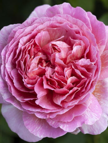 Rose - Painted Princess