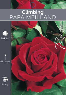 Rose - Papa Meiland Climbing