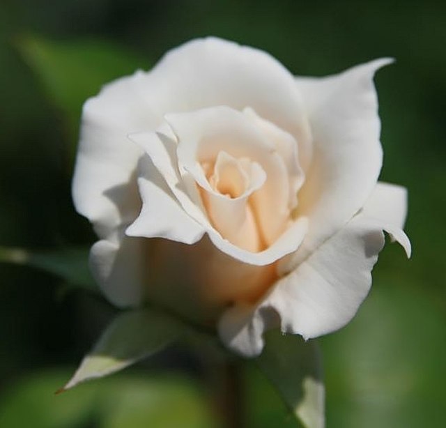 Rose - Pascali