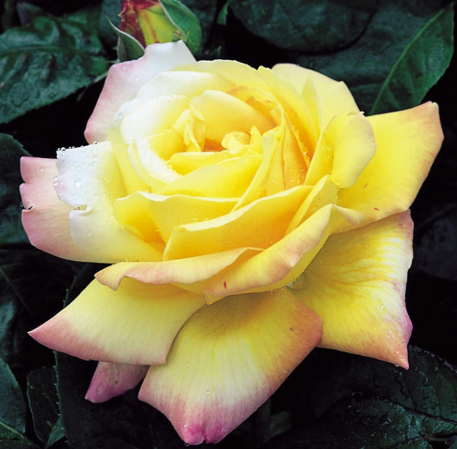 Rose - Peace