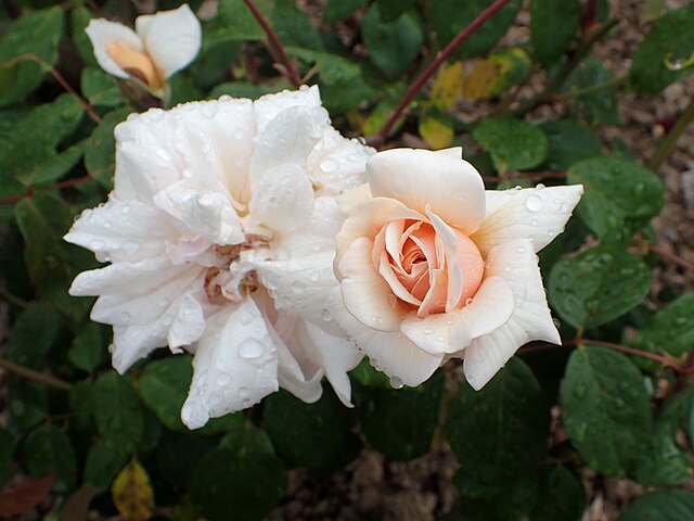 Rose - Perle D'or