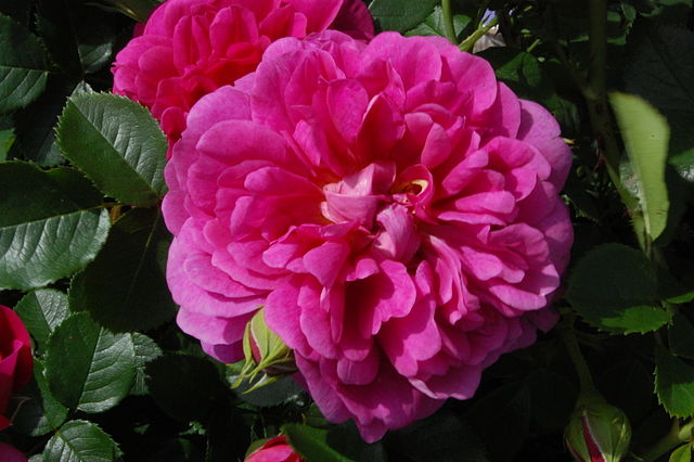 Rose - Princess Anne