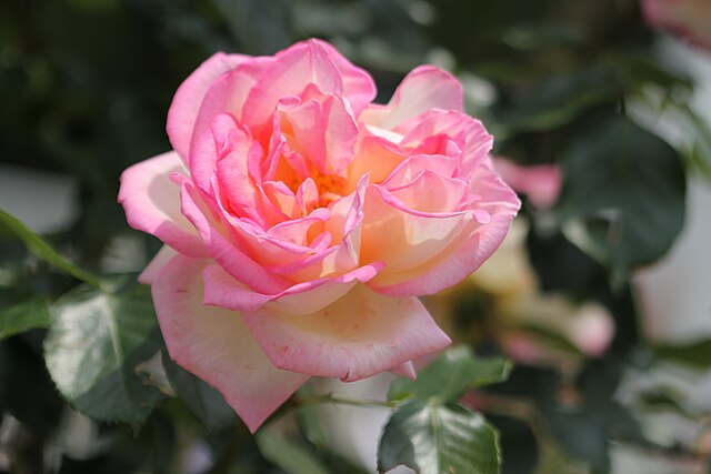 Rose - Princesse De Monaco