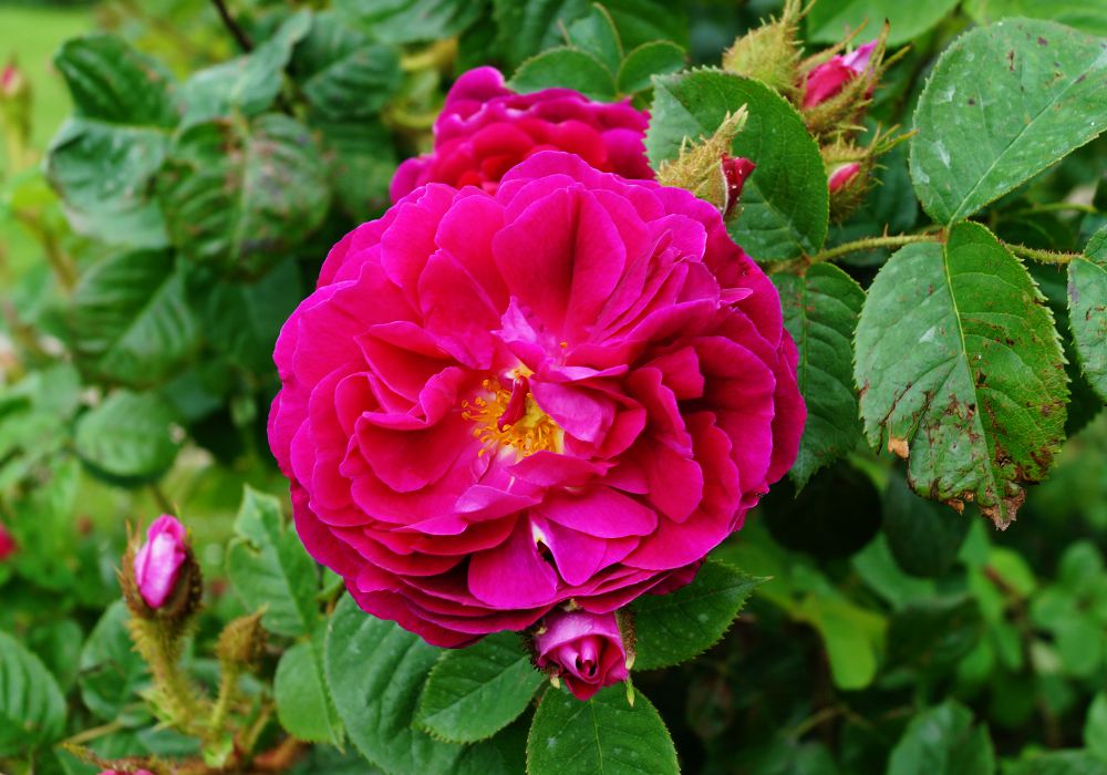 Rose - Purple Rain