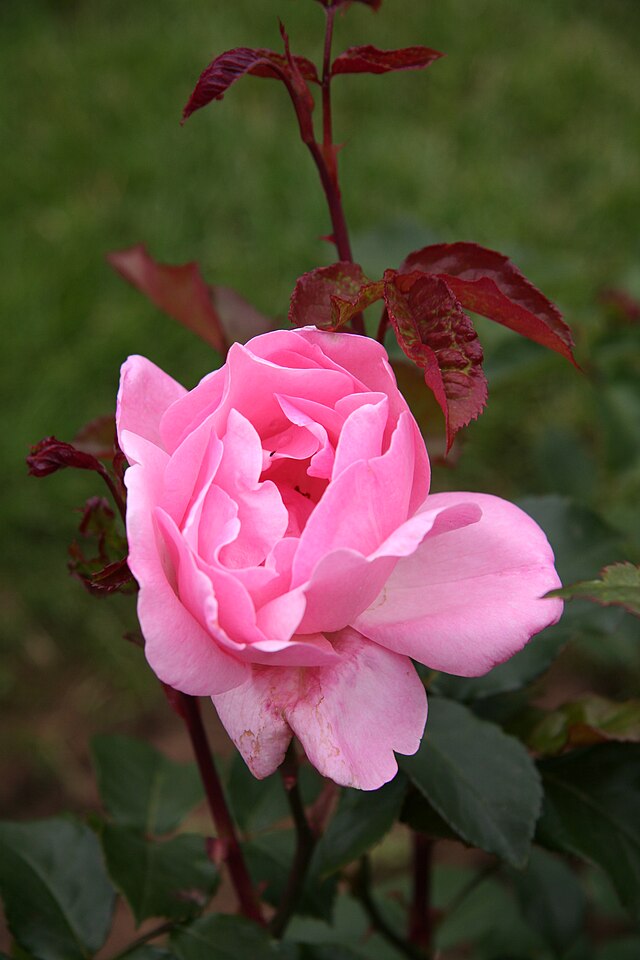 Rose - Queen Elizabeth