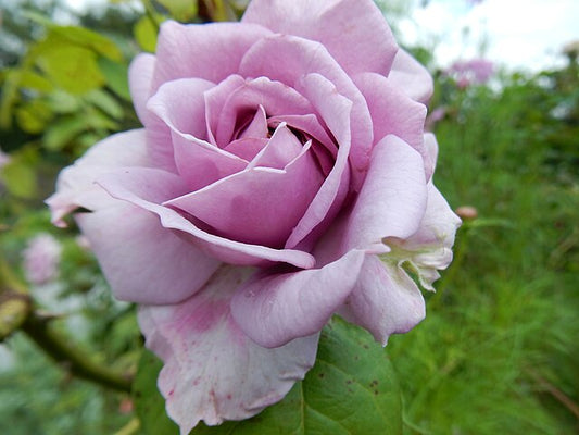 Rose - Quicksilver