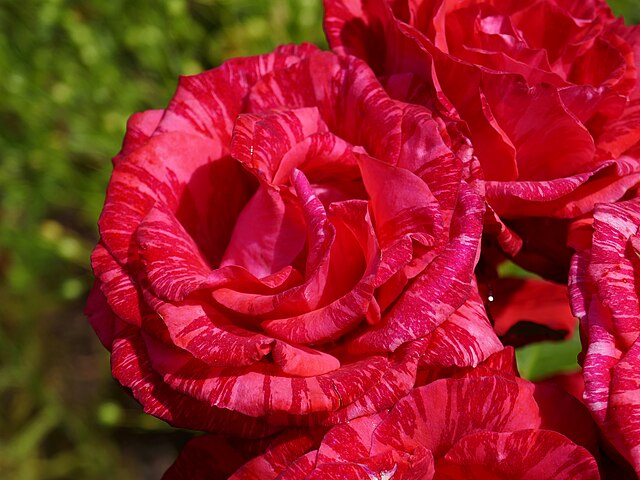 Rose - Red Intuition