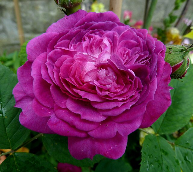 Rose - Reine de Violettes