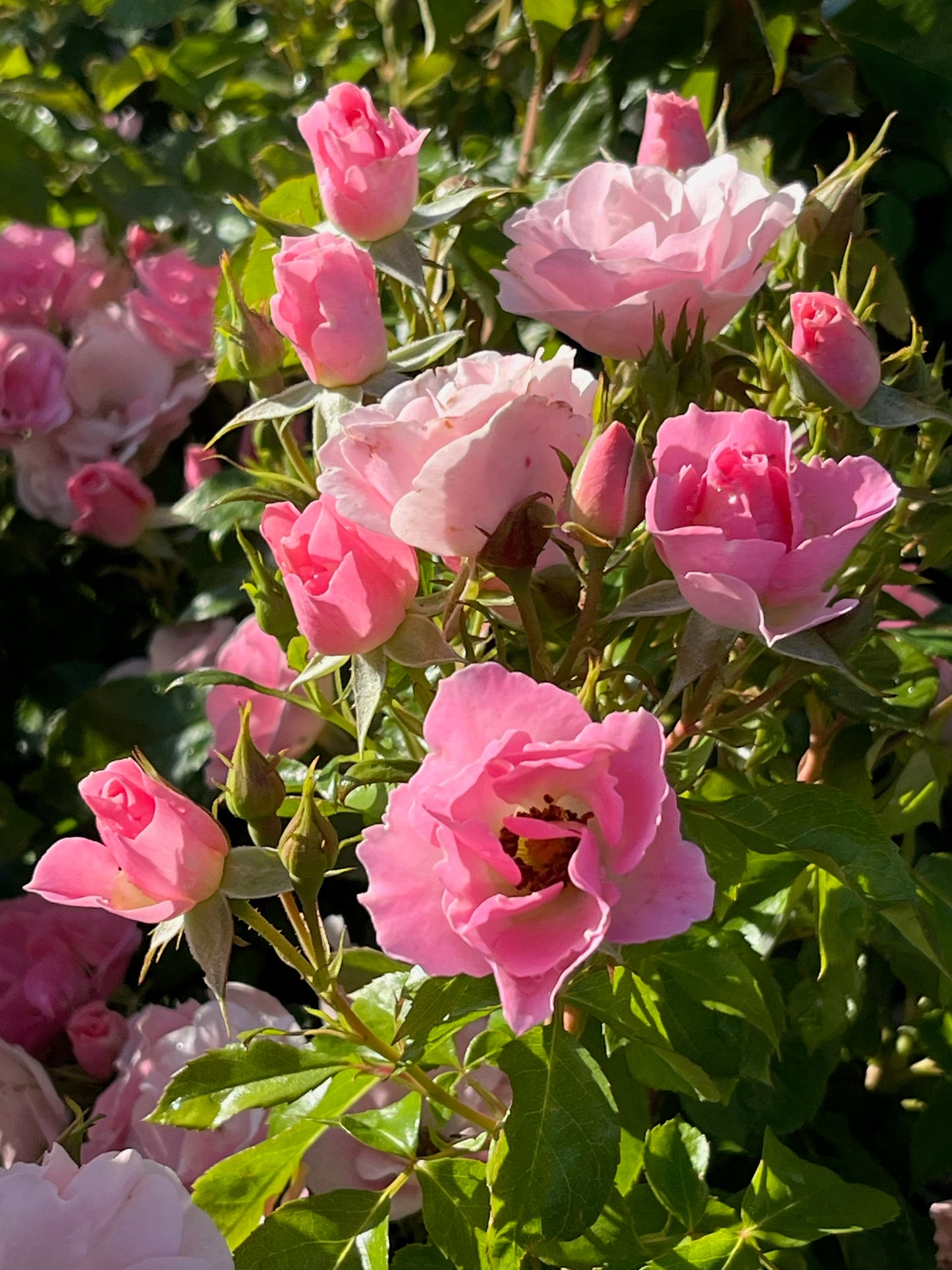 Rose - Roseline