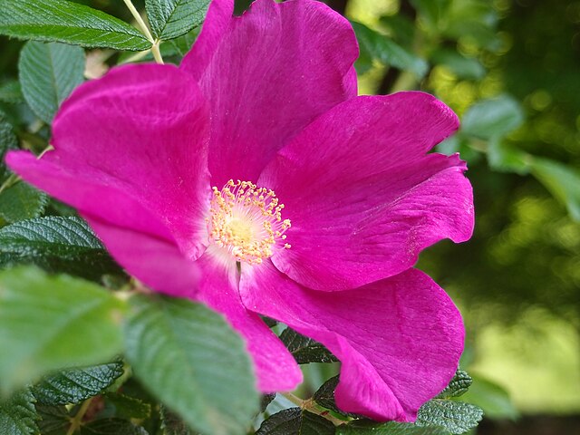 Rose - Rugspin