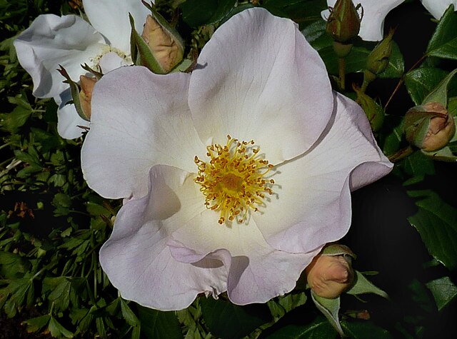 Rose - Sally Holmes