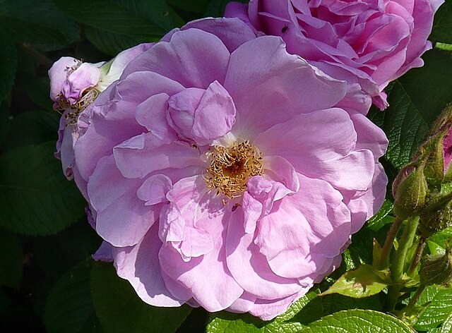 Rose - Sarah Van Fleet