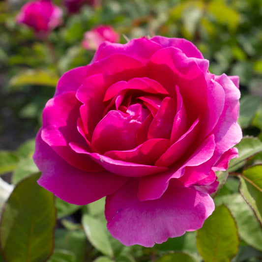 Rose - Showpiece Berry