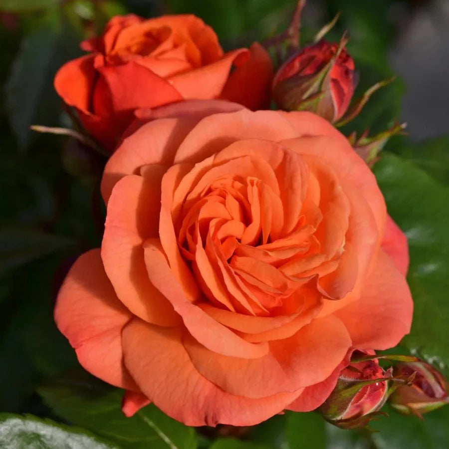 Rose - Showpiece Orange