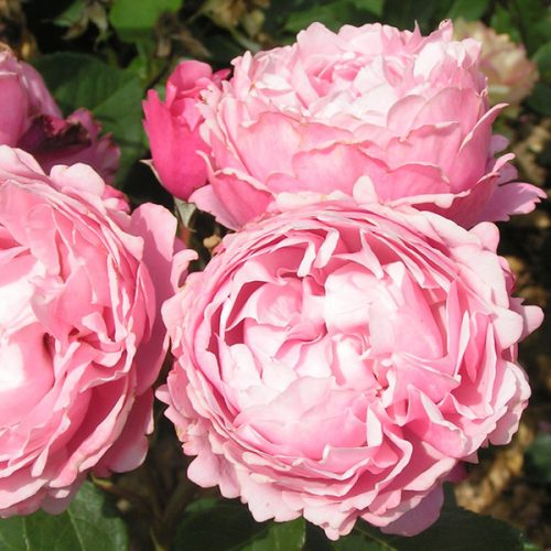 Rose - Sister Emanuelle