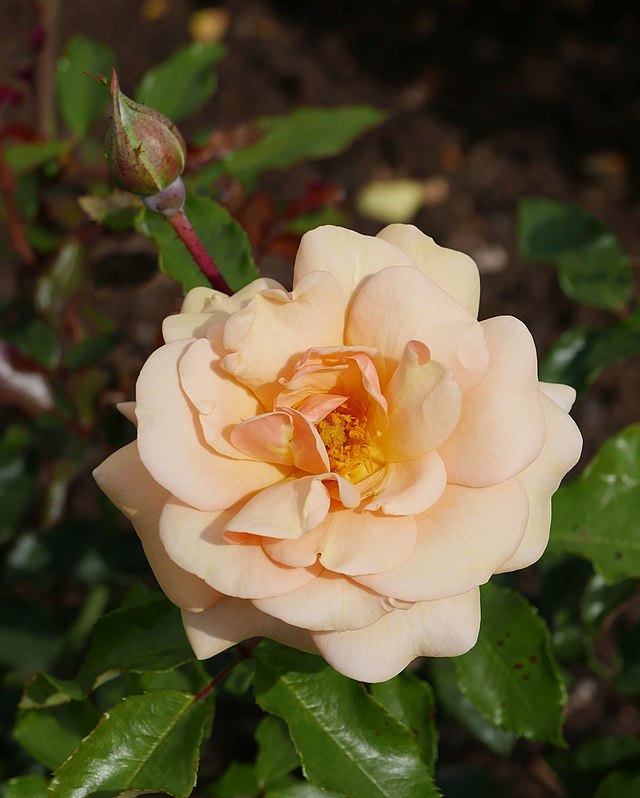 Rose - Sweet Honey