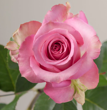 Rose - Sweet Memory