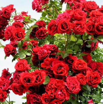 Rose - Sympathy