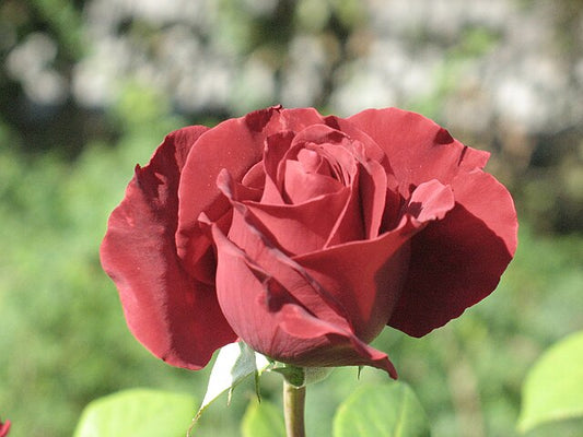 Rose - Tatjana