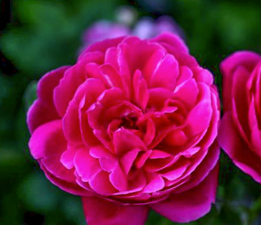 Rose - The Captain of Hearts