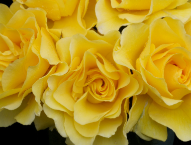 Rose - The Golden Child