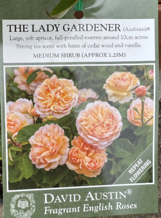 Rose - The Lady Gardener