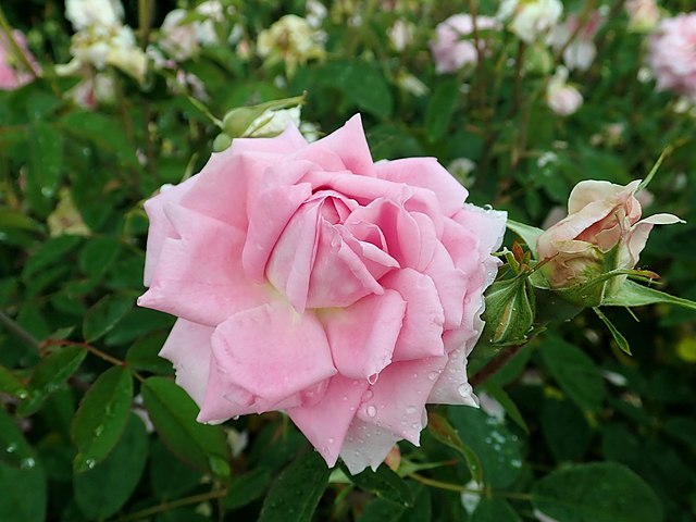 Rose - The Mayflower