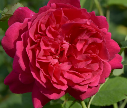 Rose - Thomas a Beckett