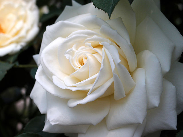 Rose - Tineke