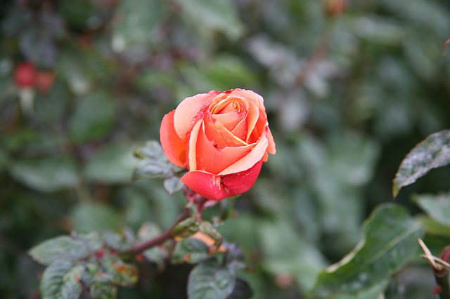 Rose - Tuscan Sun
