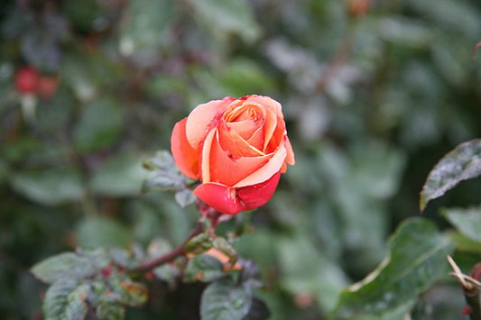 Rose - Tuscan Sun
