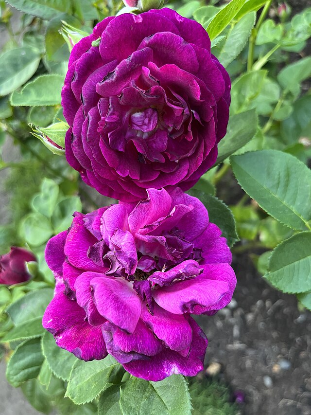 Rose - Twilight Zone