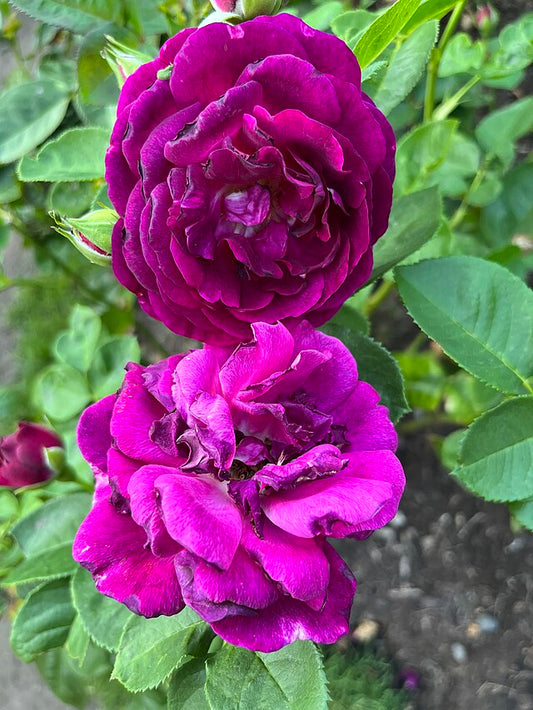 Rose - Twilight Zone