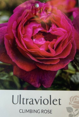 Rose - Ultraviolet