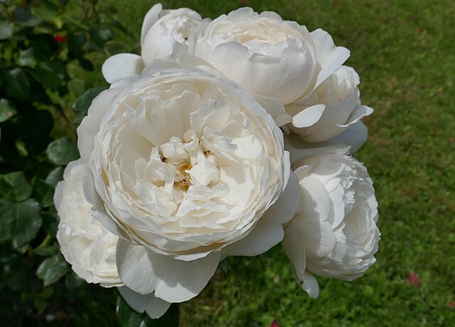 Rose - William and Catherine