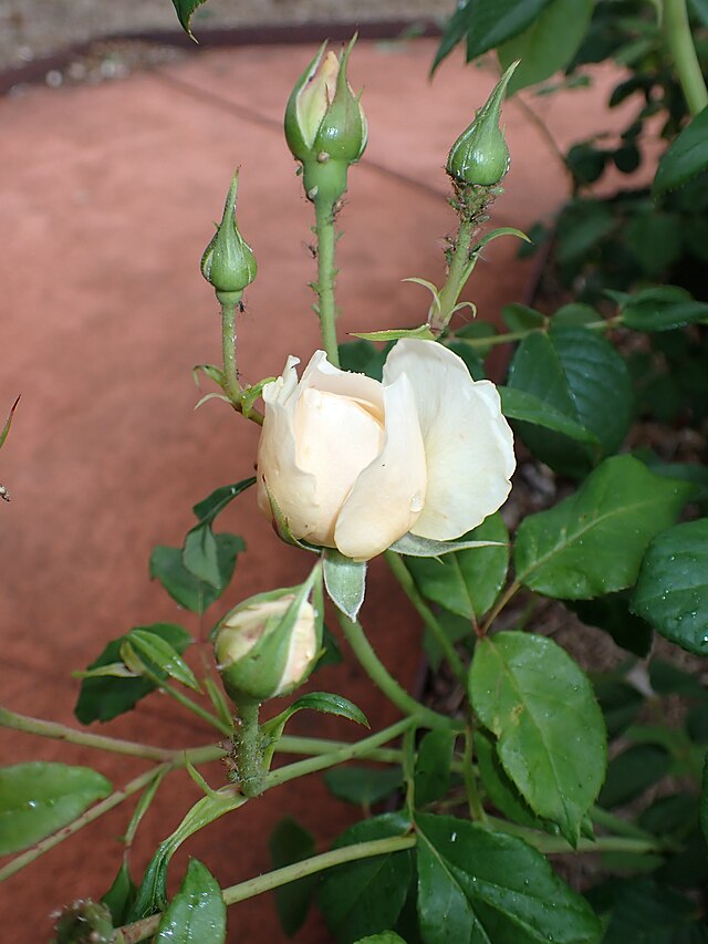 Rose - Windermere